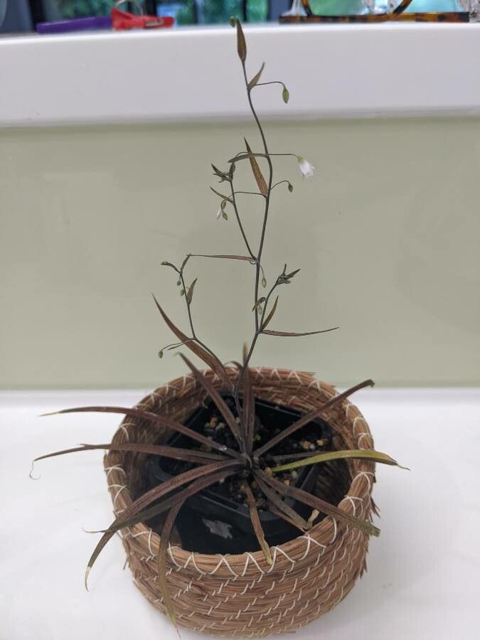 Arthropodium candidum — related species from the same genus