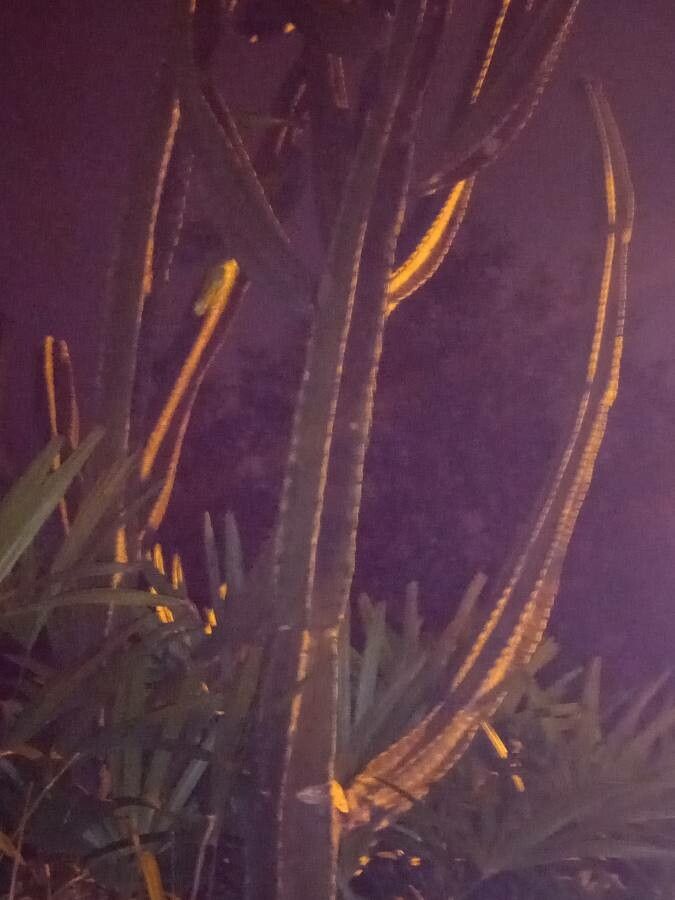 Hylocereus calcaratus