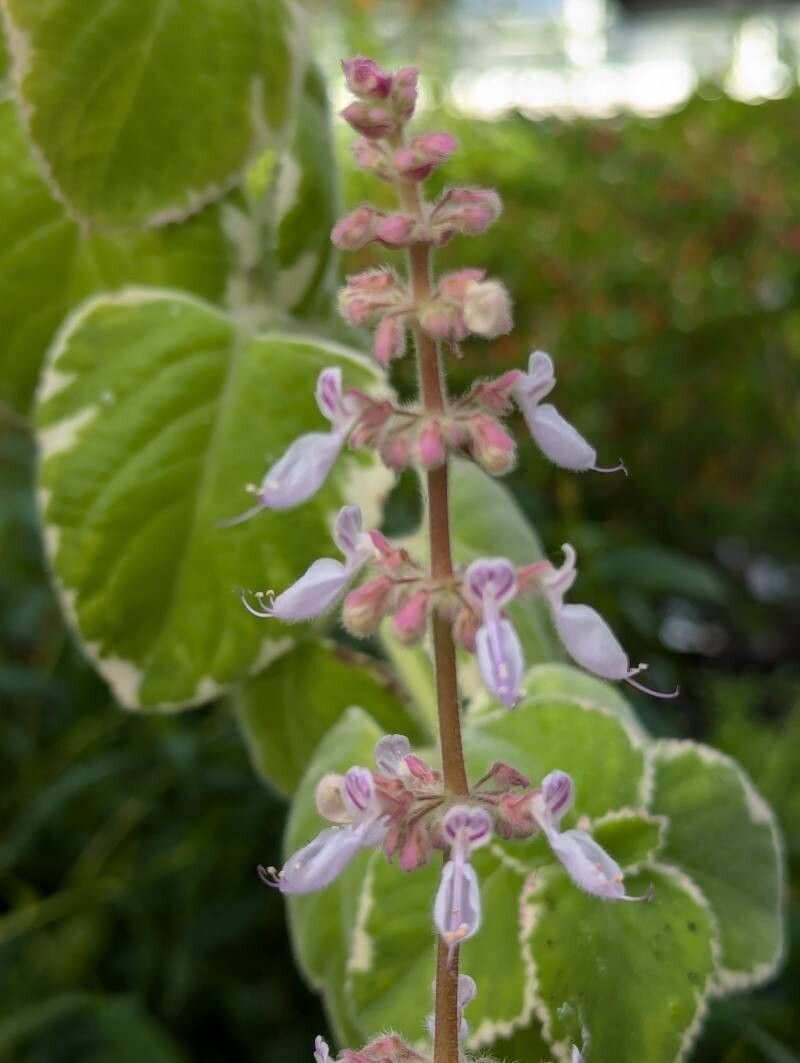 Coleus forsteri flower