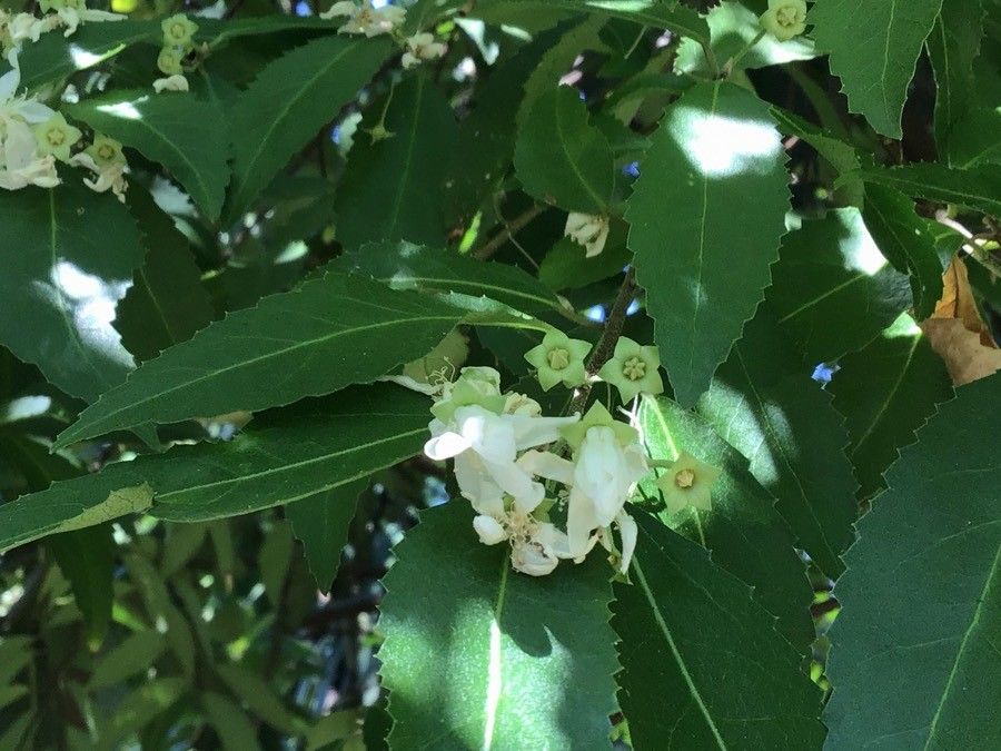 Hoheria sexstylosa flower