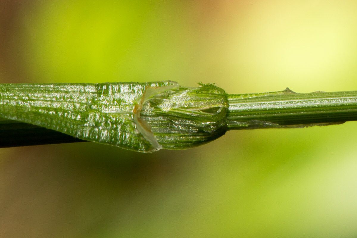 Carex frigida bark