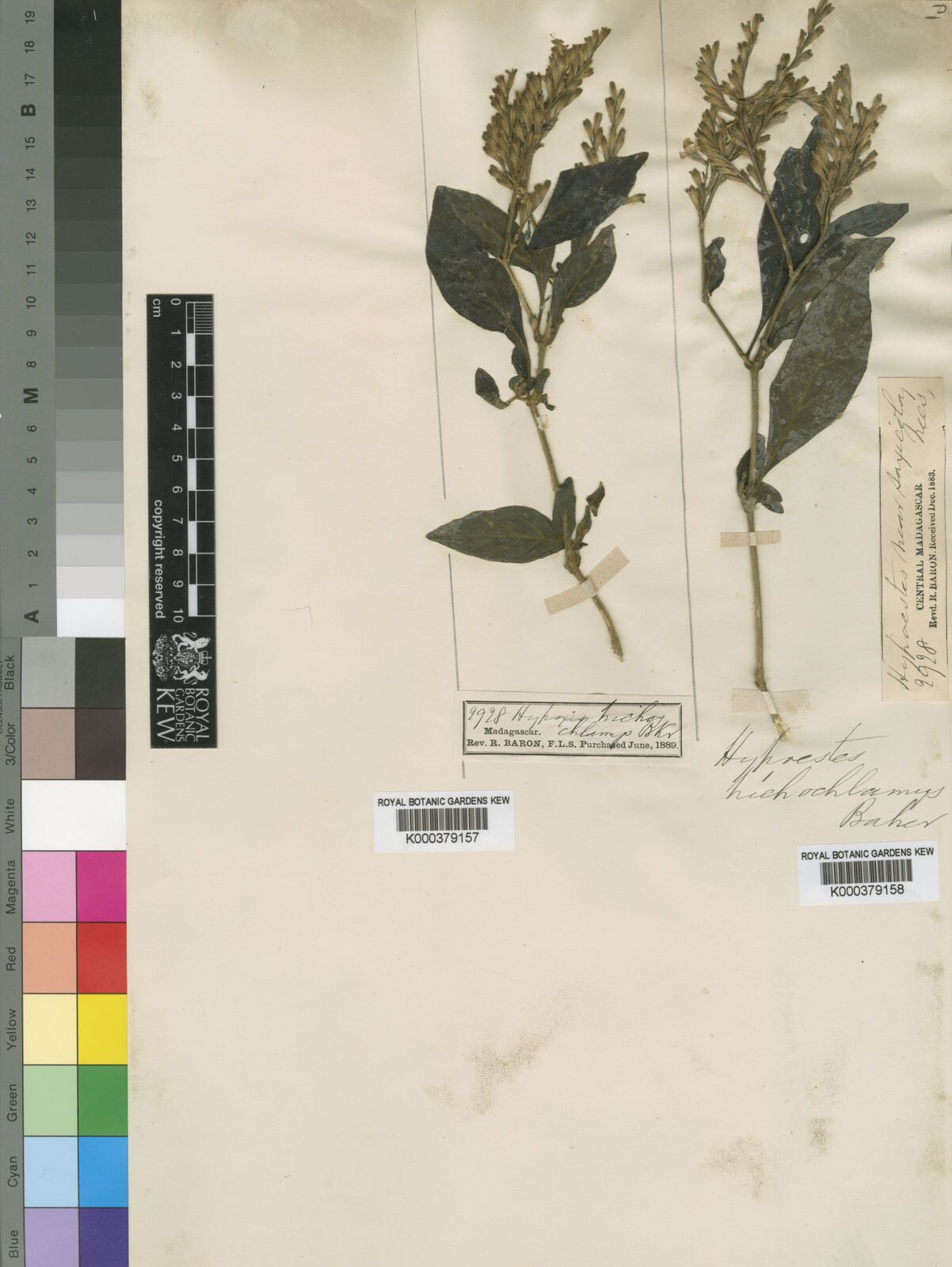 Hypoestes trichochlamys — houseplant care guide