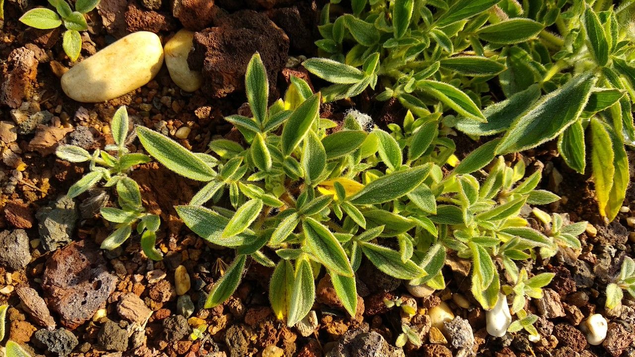 Phacelia californica — search result for 'Phacelia'