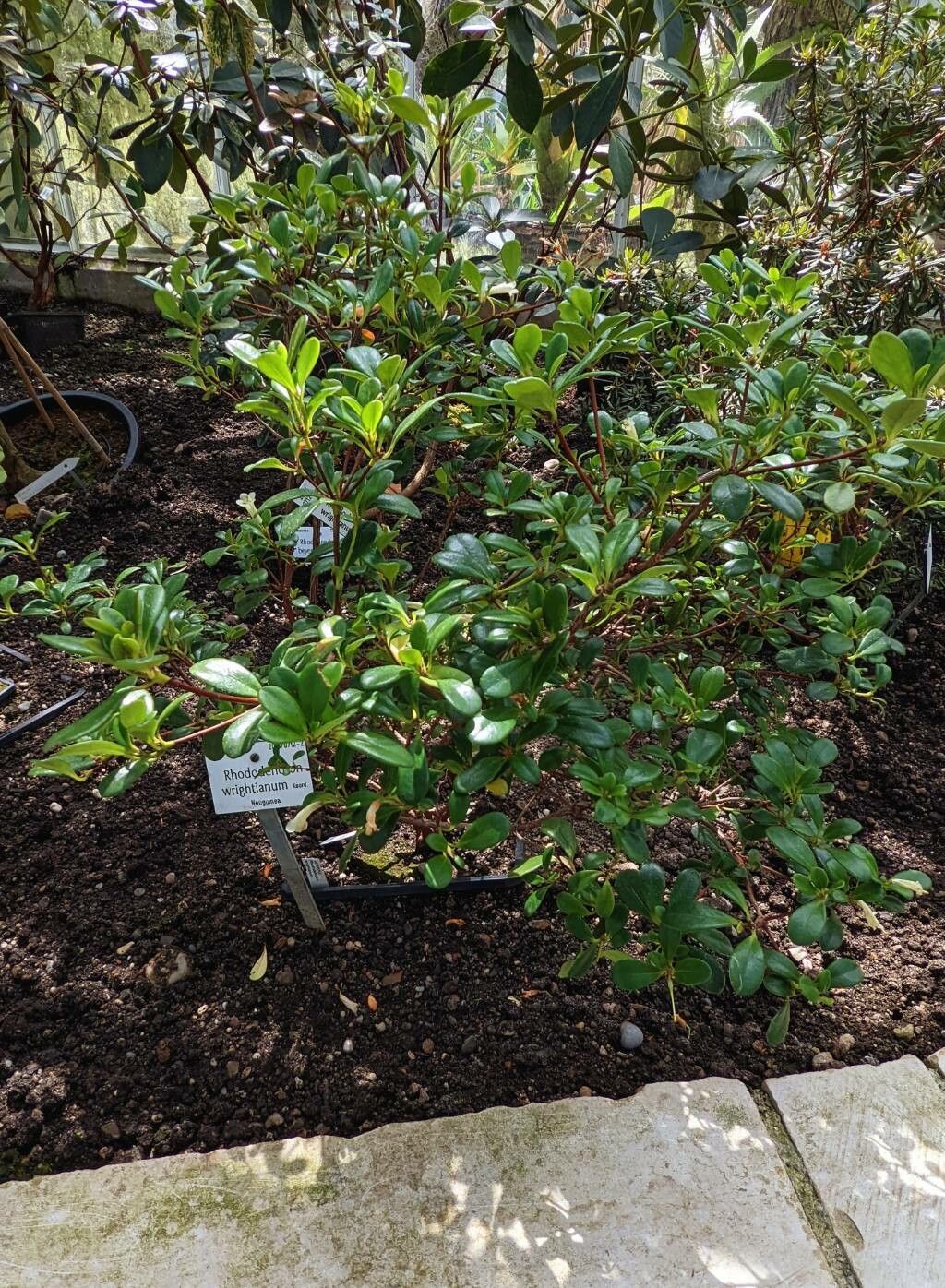 Rhododendron wrightianum habit