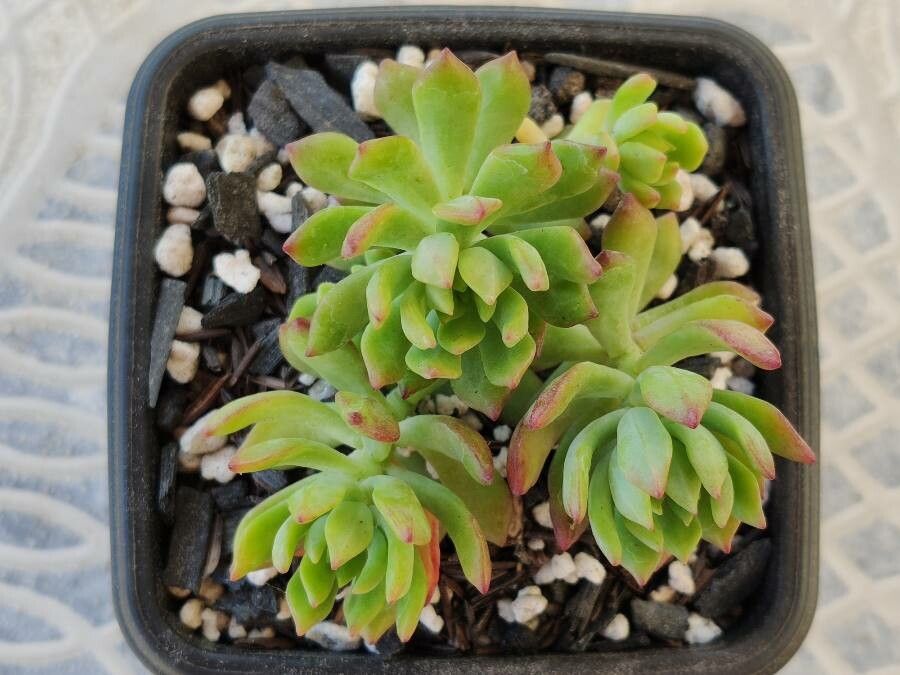 Sedum cuspidatum — houseplant care guide