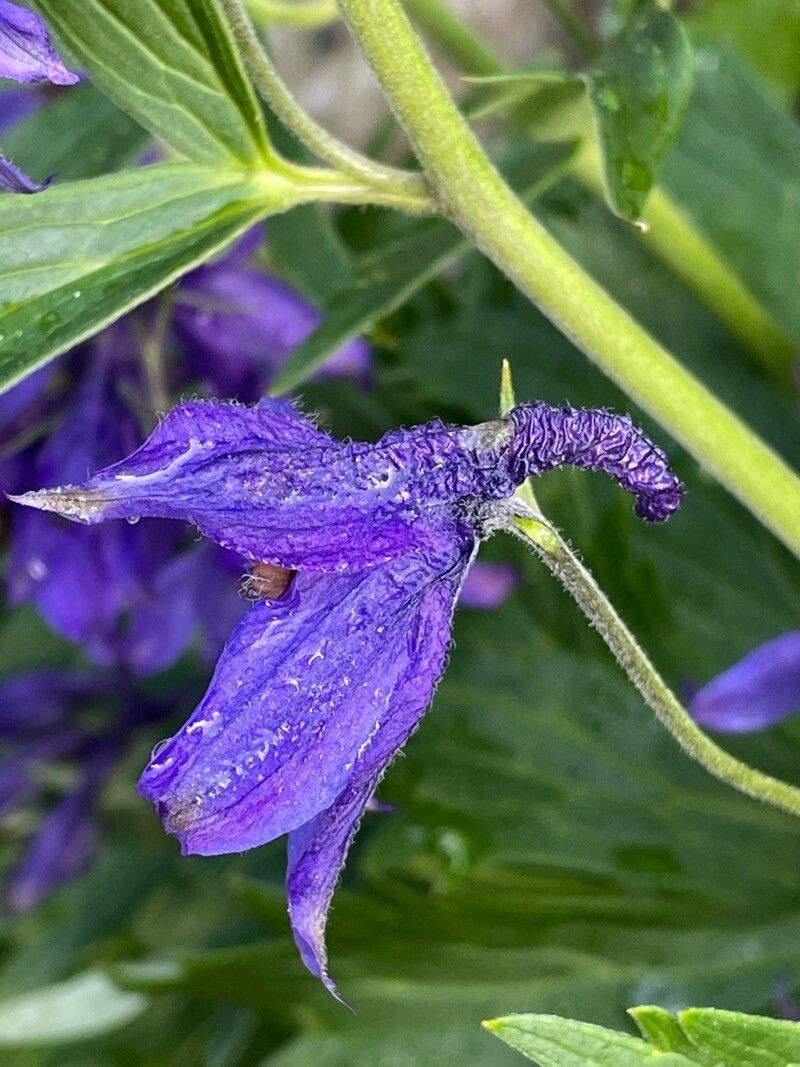Delphinium oxysepalum flower