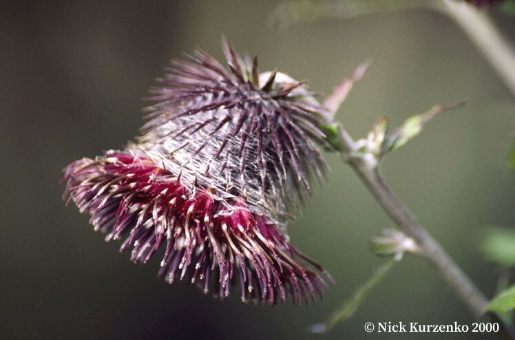 Synurus deltoides flower
