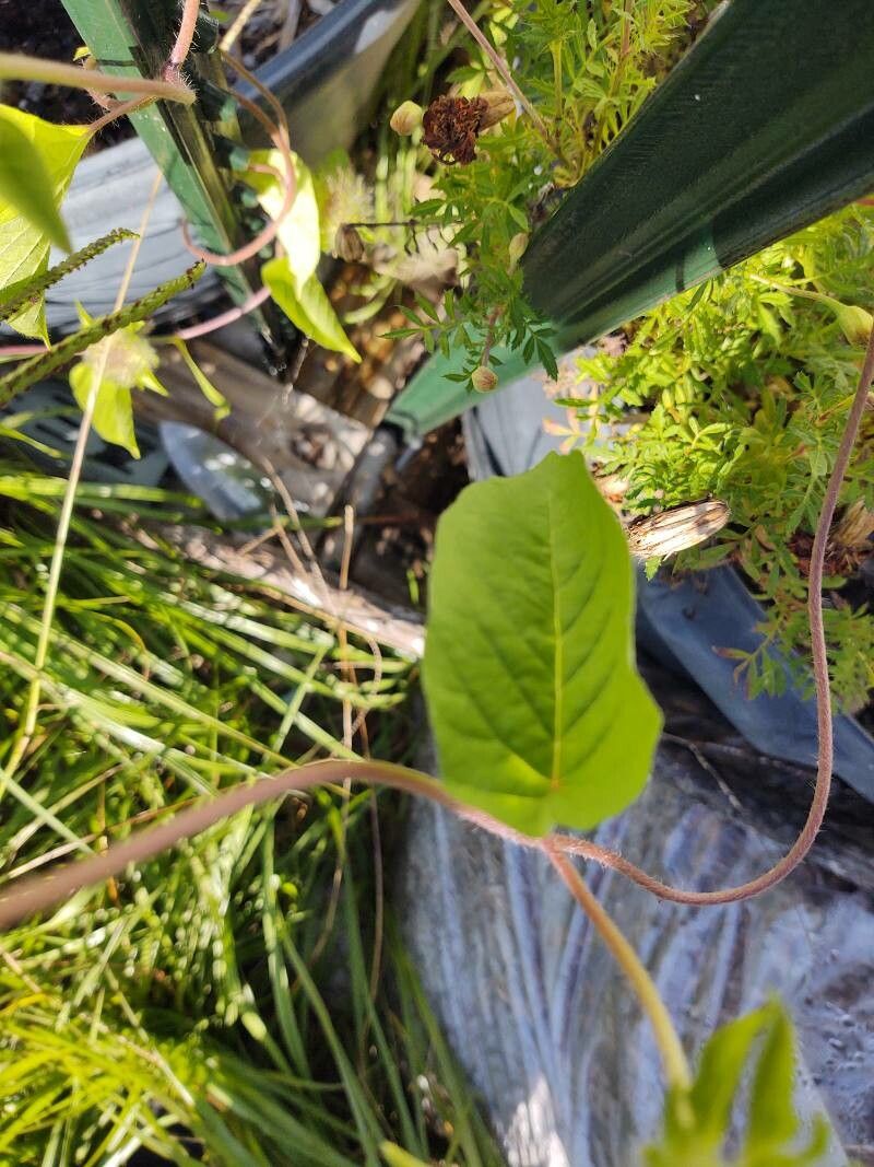 Jacquemontia tamnifolia leaf