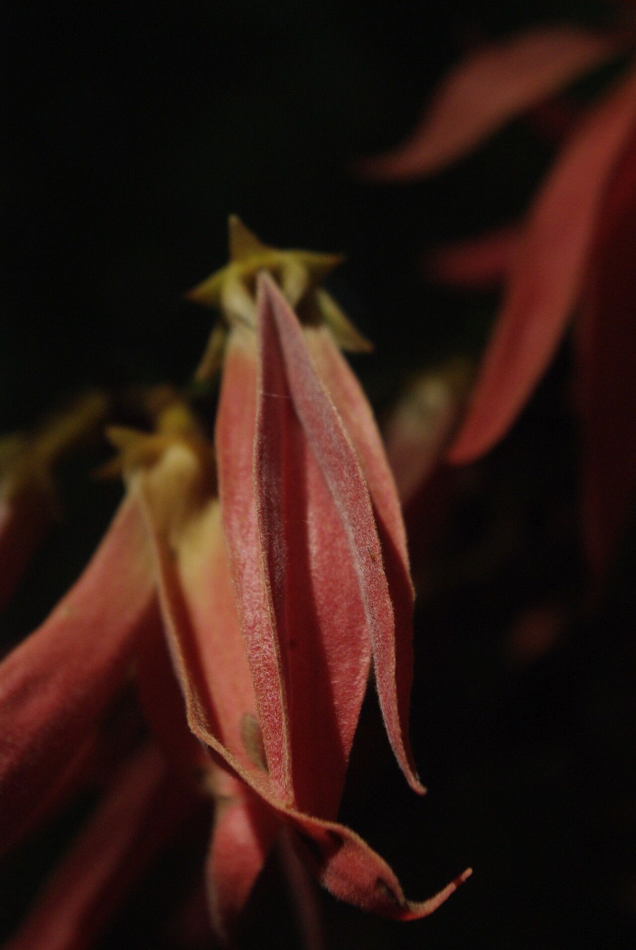 Piptostigma multinervium flower