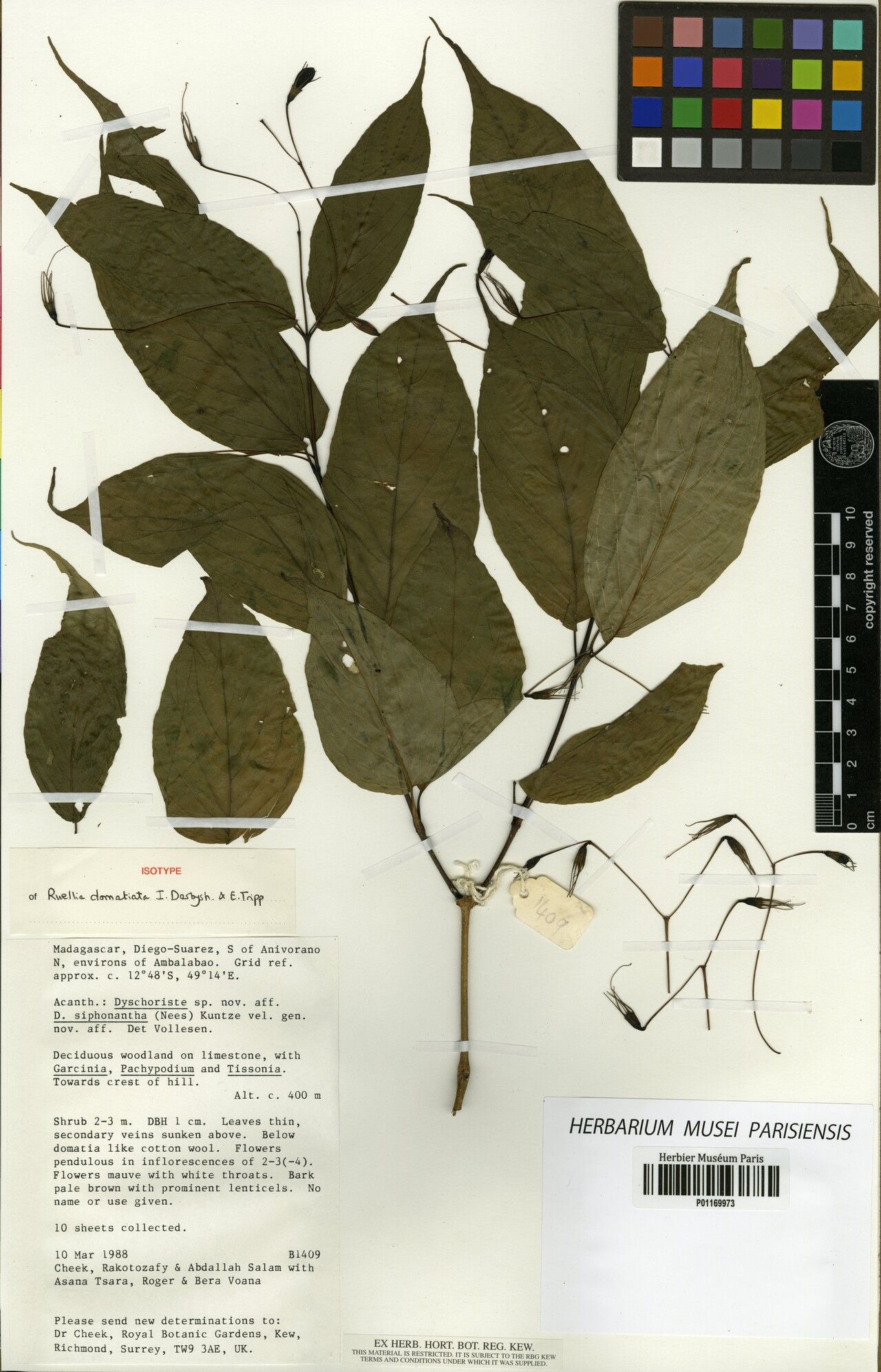 Ruellia domatiata — search result for 'Ruellia'