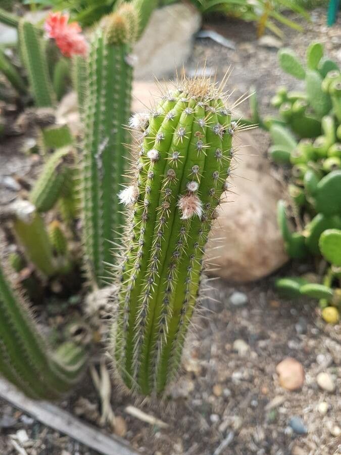 Cleistocactus samaipatanus — search result for 'Cactaceae'