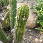 Cleistocactus samaipatanus