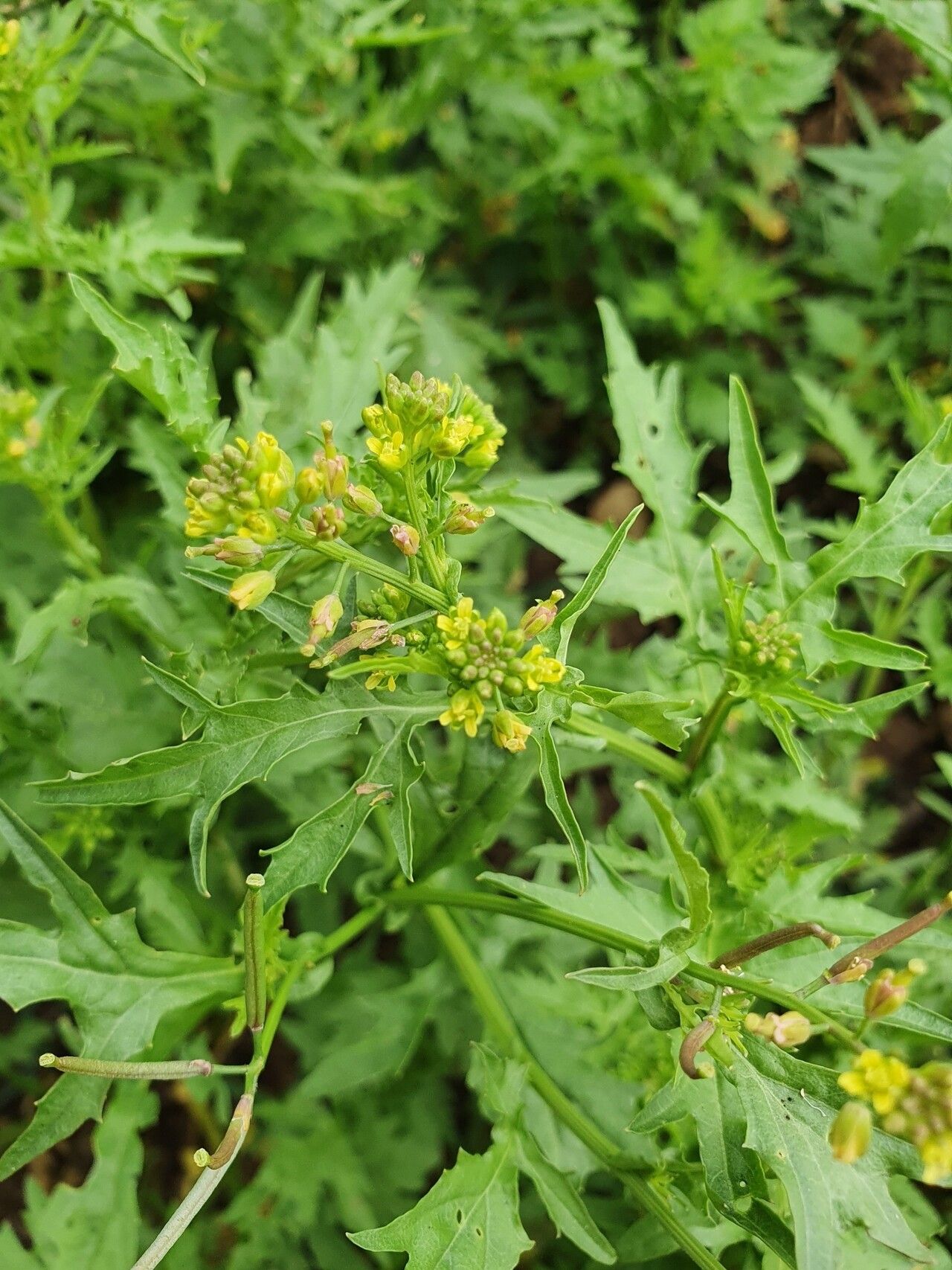 Rorippa micrantha — search result for 'Rorippa'