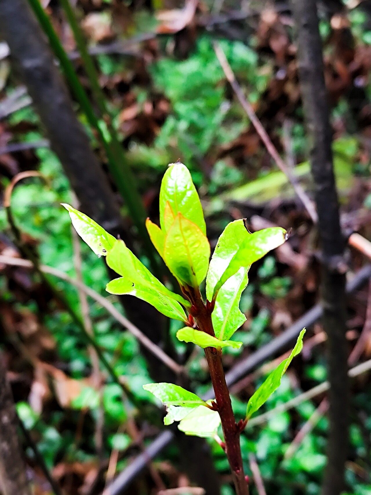 Gaertnera phyllostachya — houseplant care guide