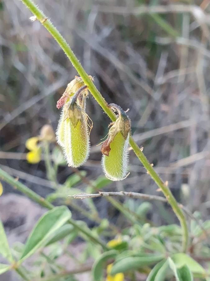 Crotalaria uguenensis fruit