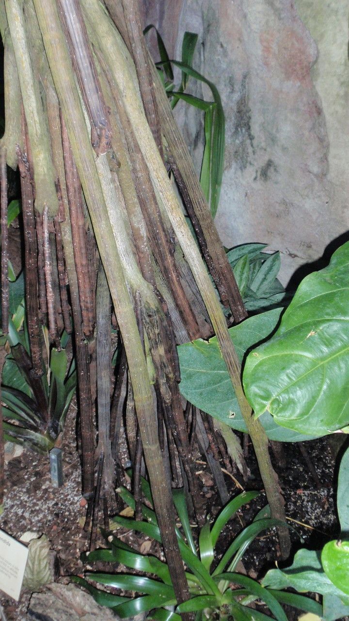 Verschaffeltia splendida bark