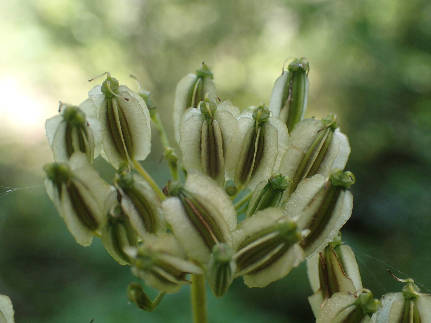 Thapsia nestleri fruit