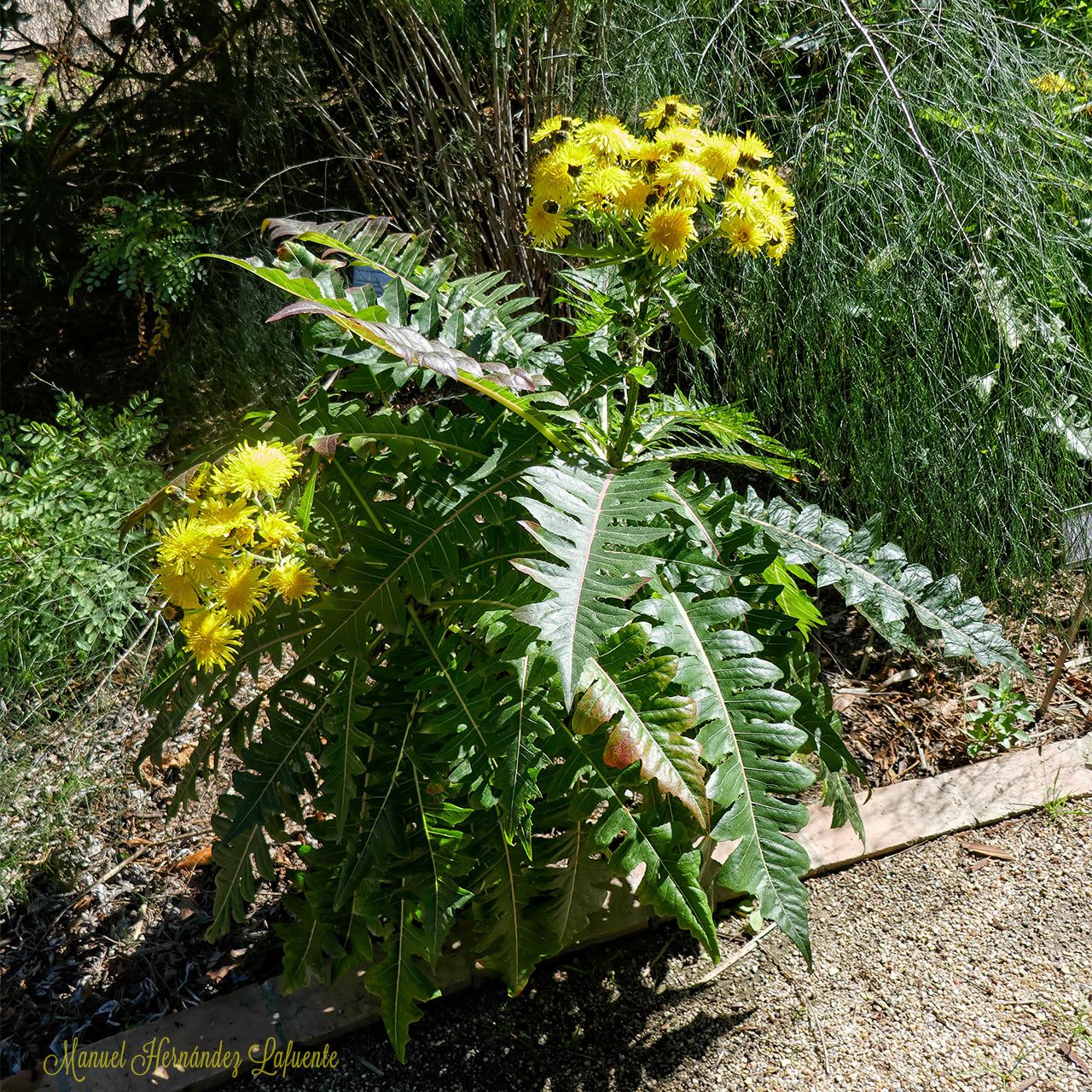 Sonchus ortunoi bark