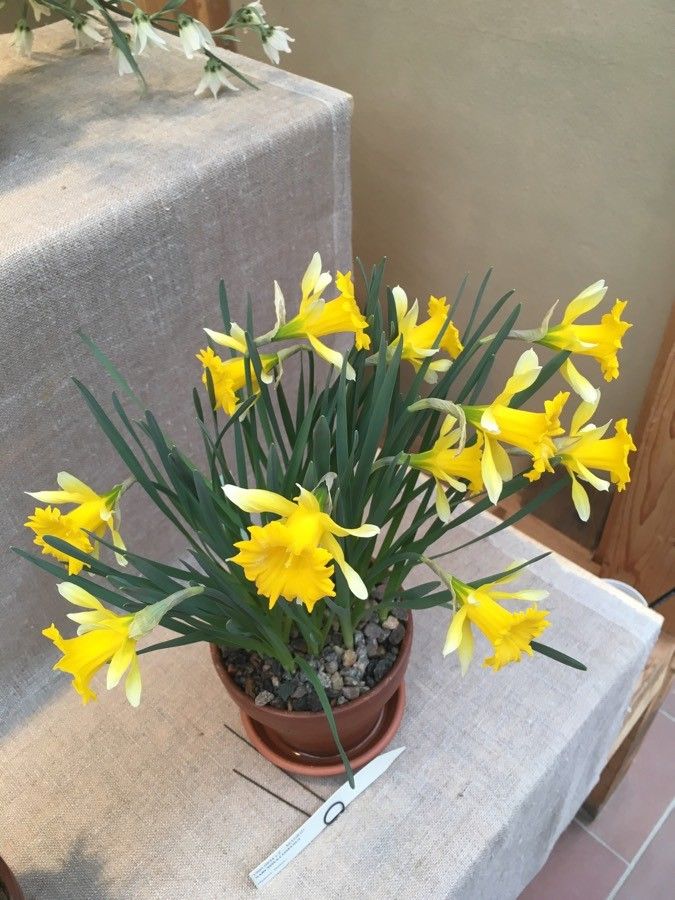 Narcissus confusus habit