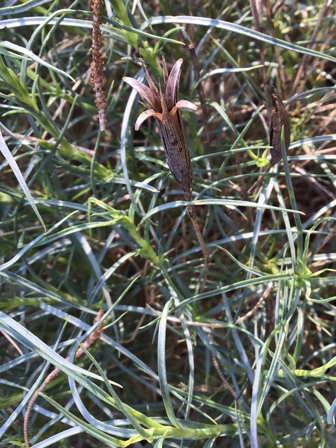 Dianthus broteroi flower