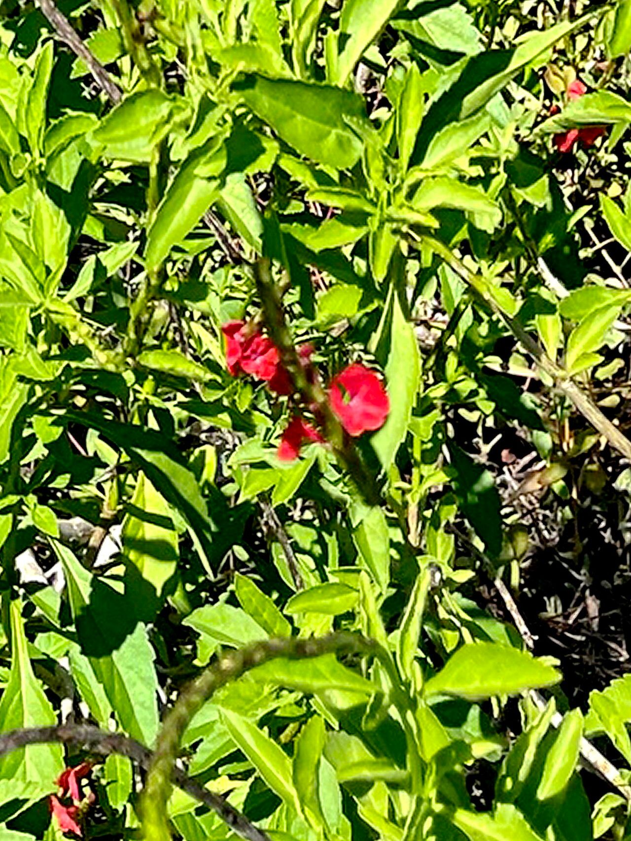 Stachytarpheta miniacea — houseplant care guide