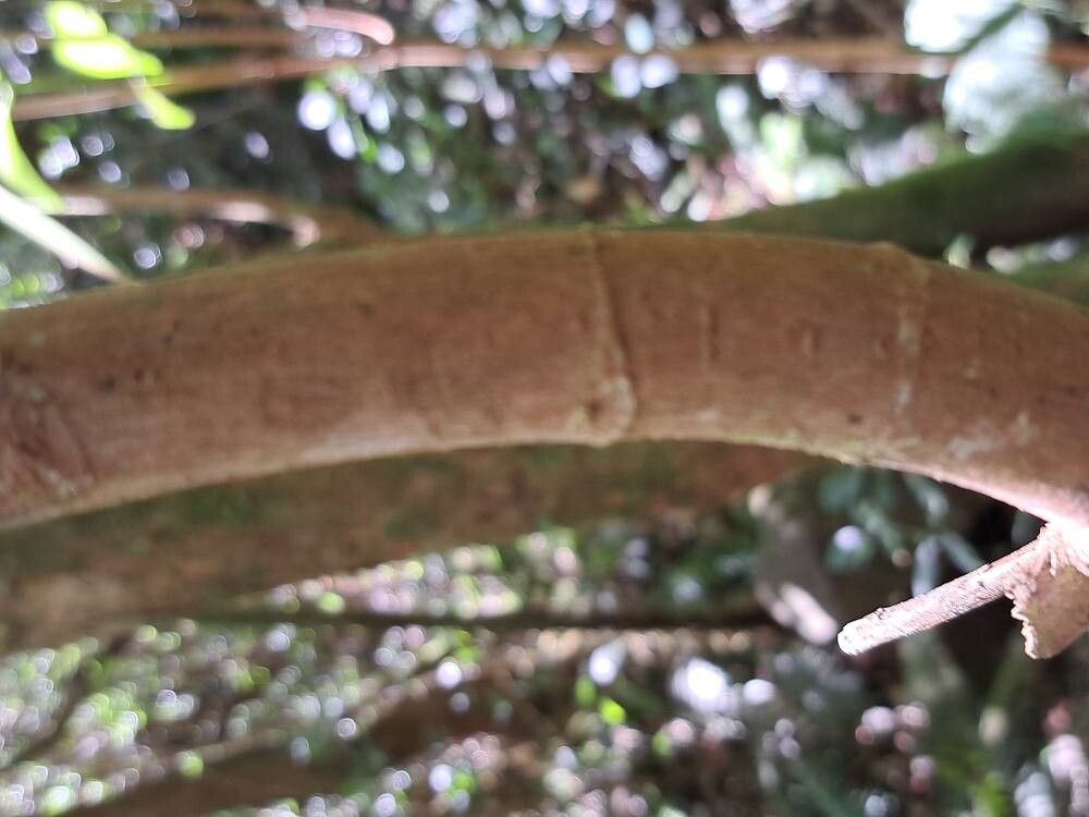 Boehmeria grandis bark