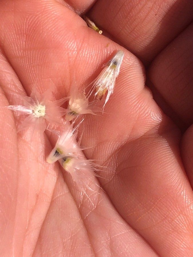 Gaillardia pinnatifida fruit