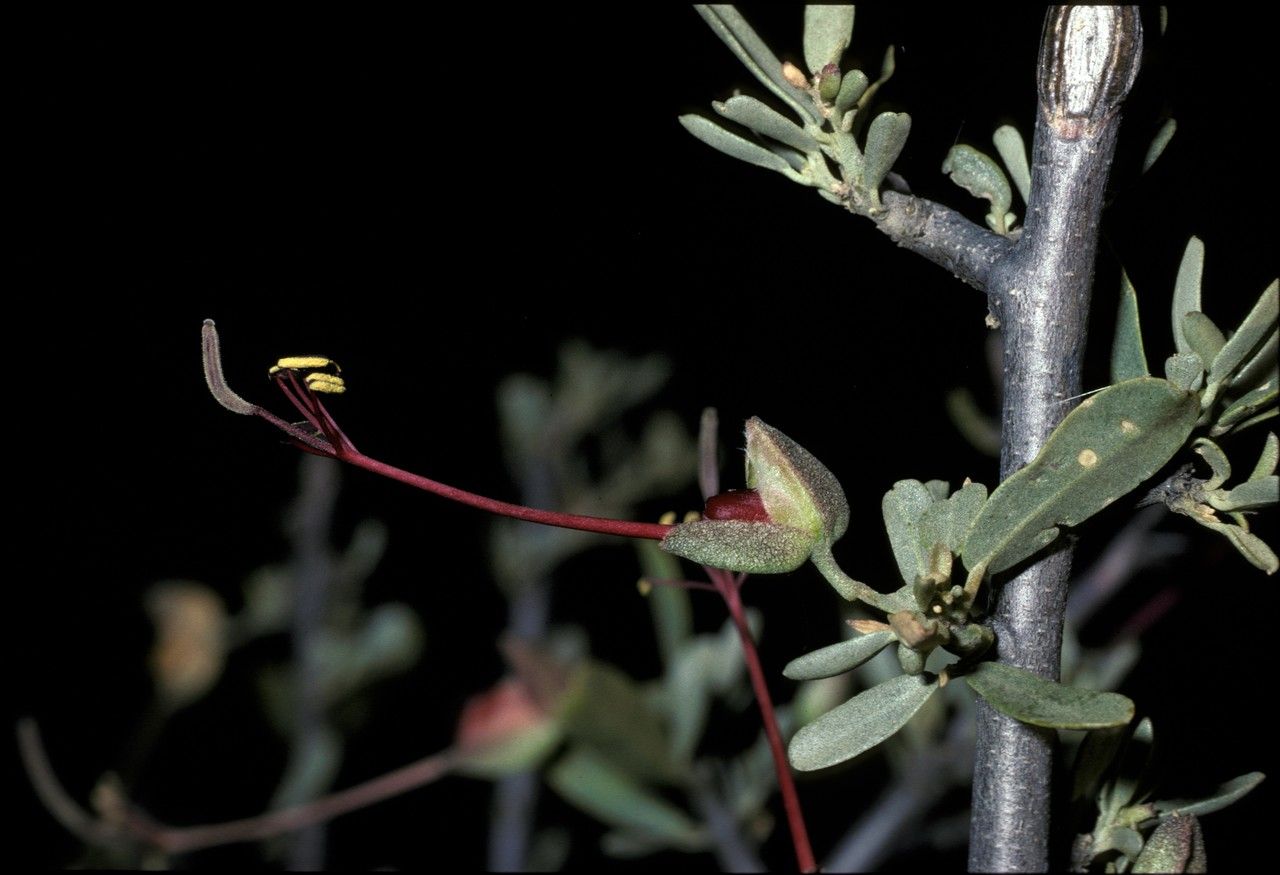 Cadaba termitaria flower