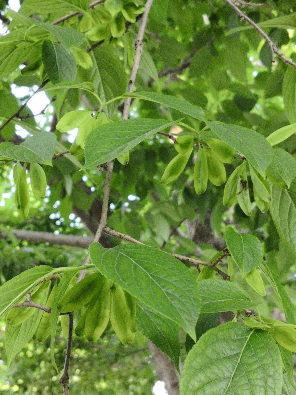 Eucommia ulmoides fruit