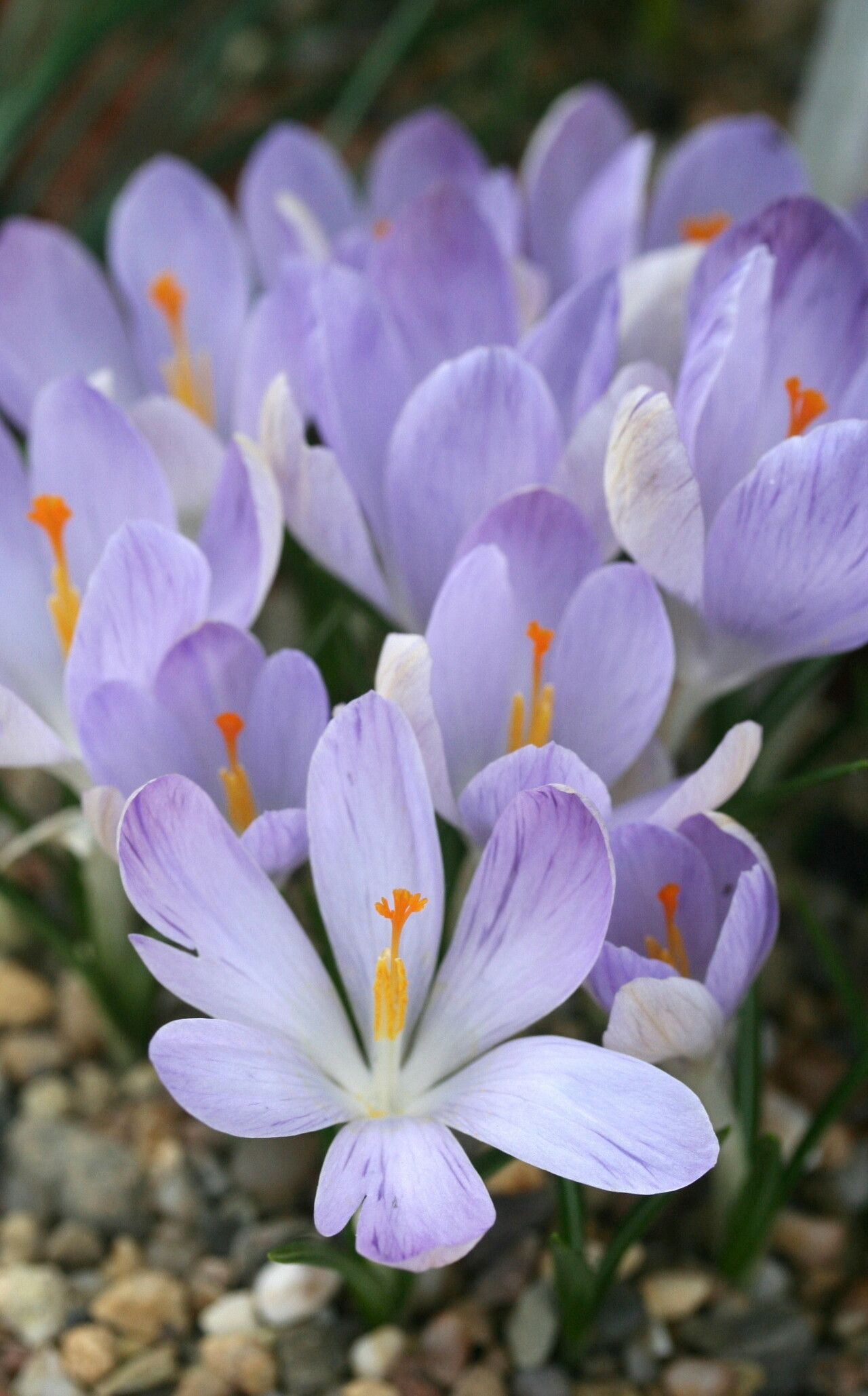 Crocus dalmaticus — houseplant care guide