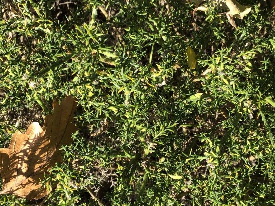 Genista hispanica leaf