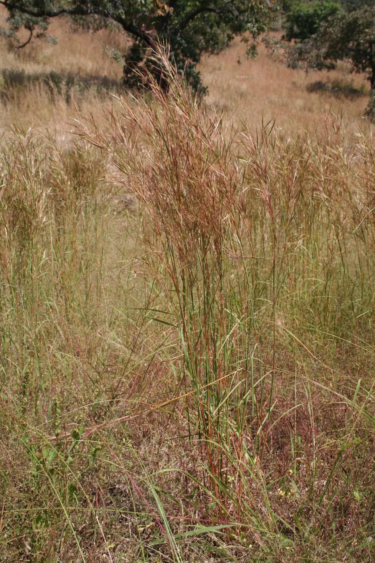 Andropogon pseudapricus — search result for 'Andropogon'