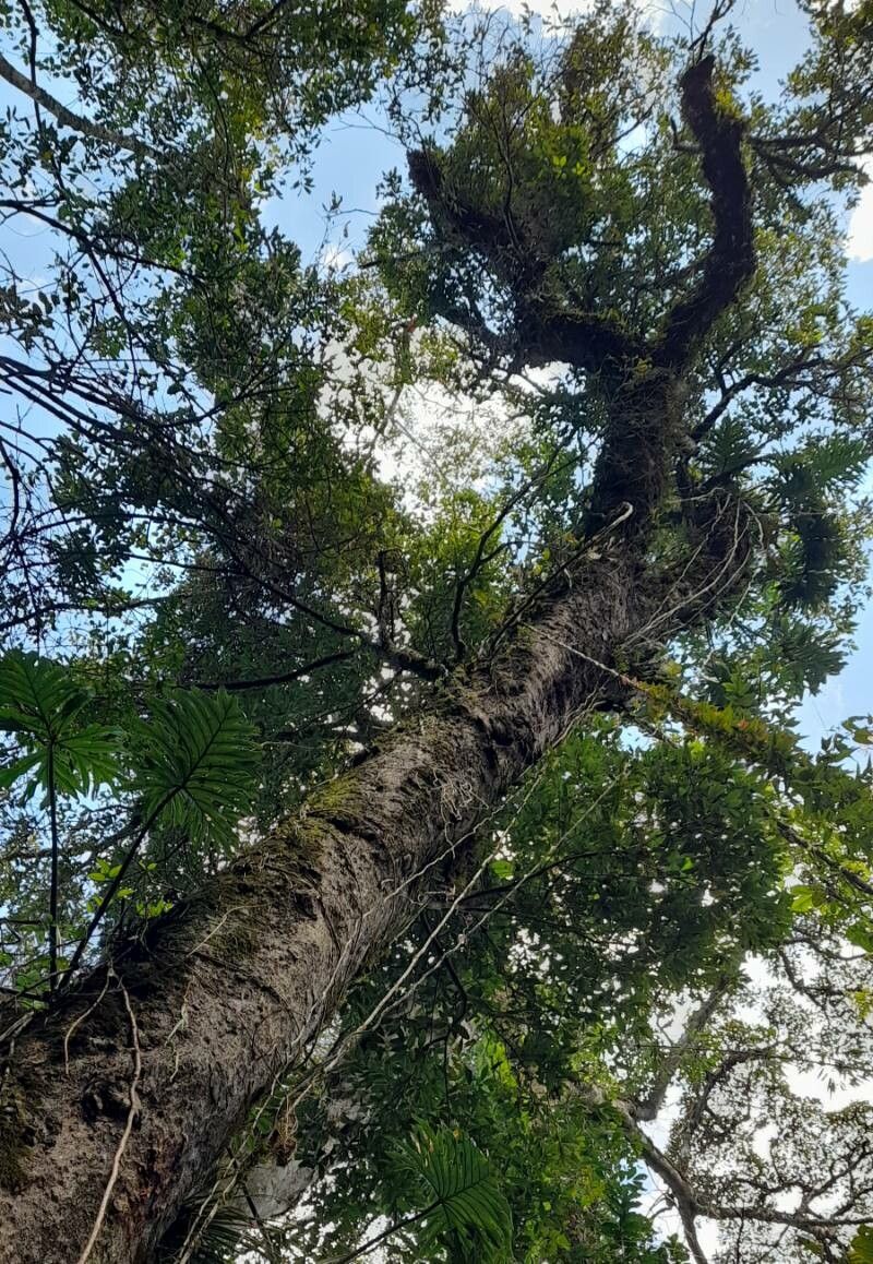 Nectandra lanceolata habit