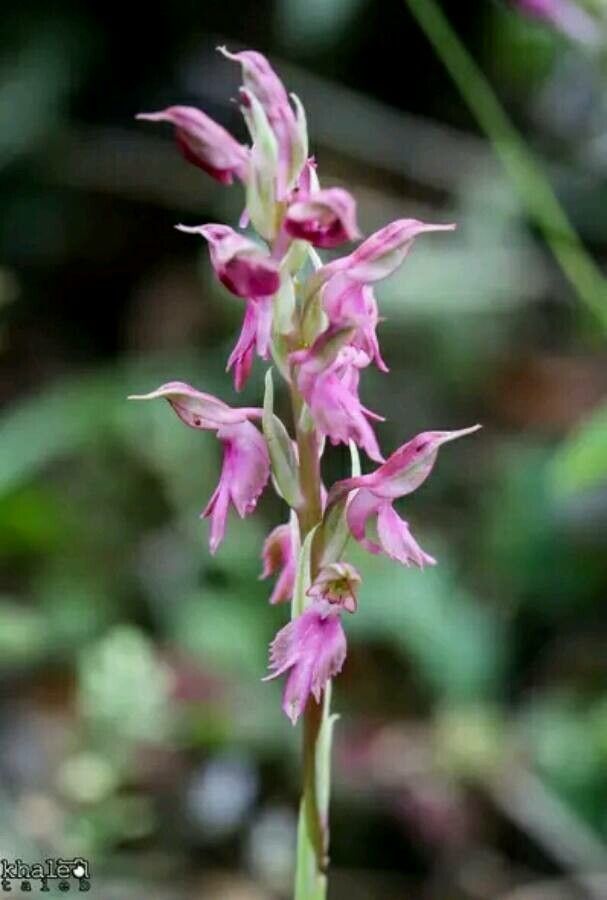 Anacamptis collina flower