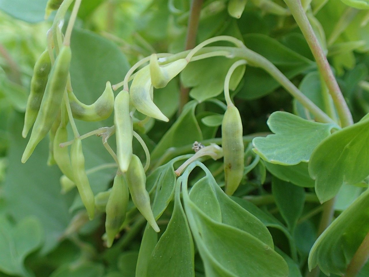 Pseudofumaria alba fruit