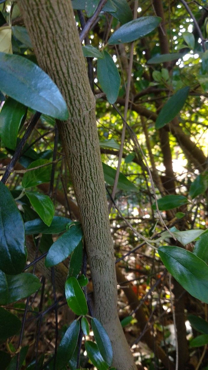 Viburnum utile bark