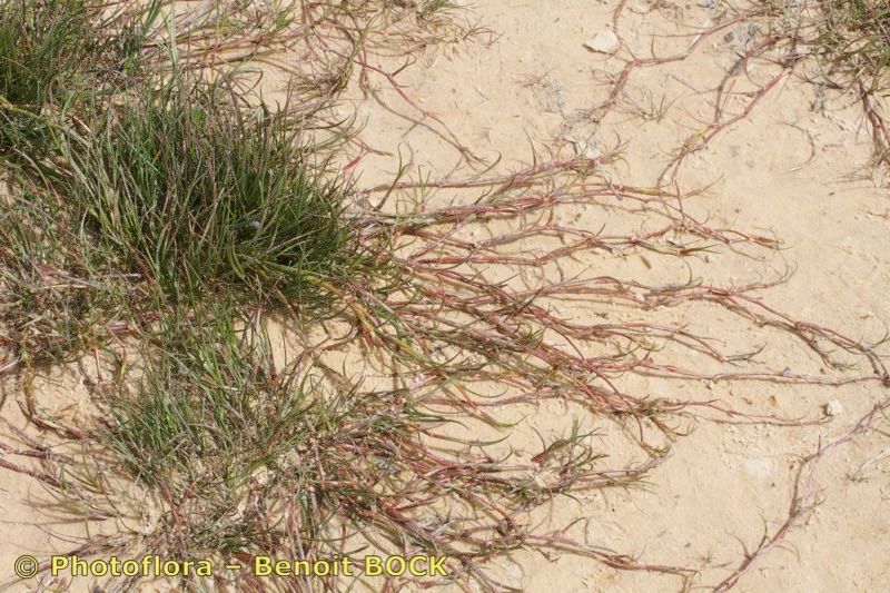 Juncus fontanesii habit