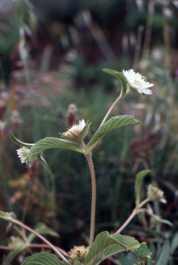 Lomelosia prolifera habit