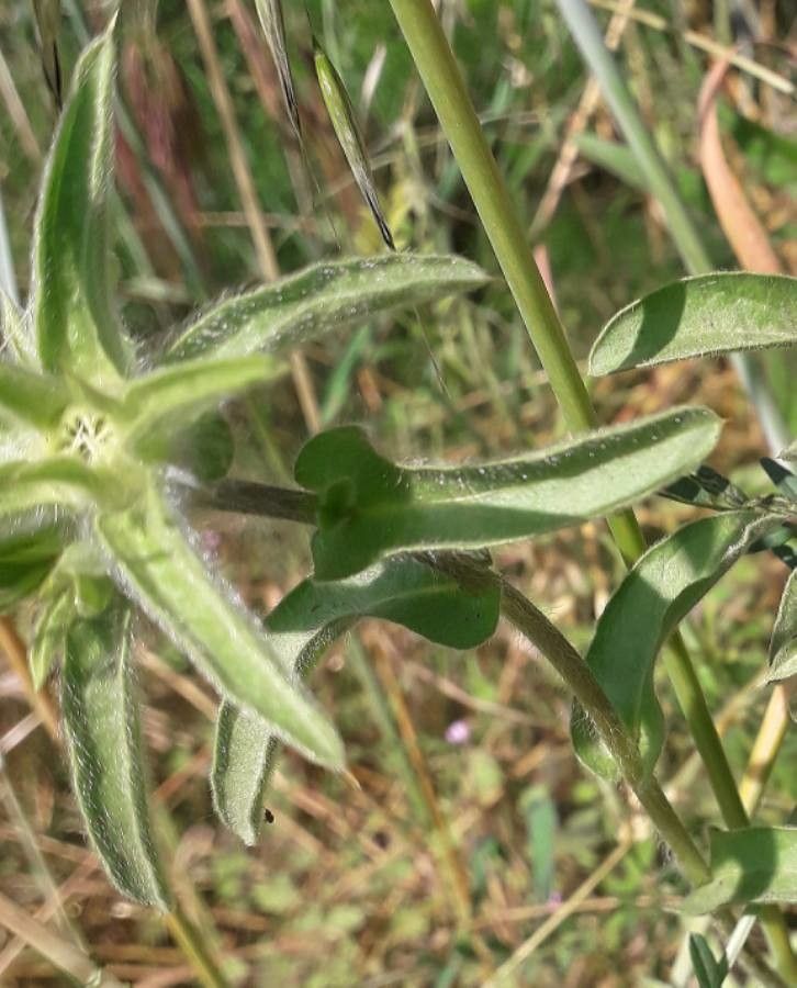 Pallenis spinosa — related species from the same genus