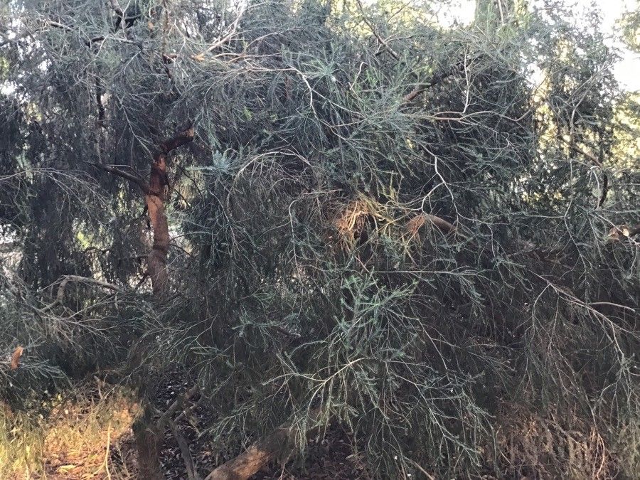 Leptospermum brevipes habit