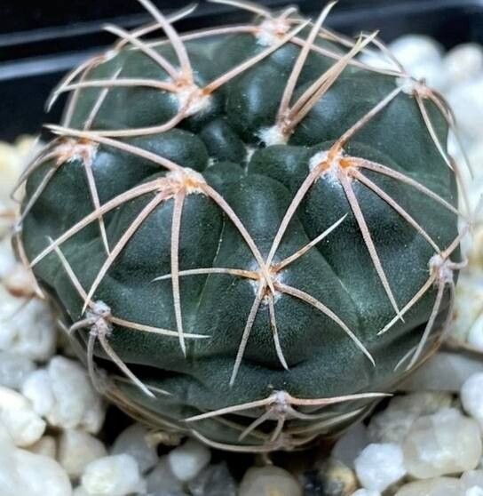 Gymnocalycium berchtii habit