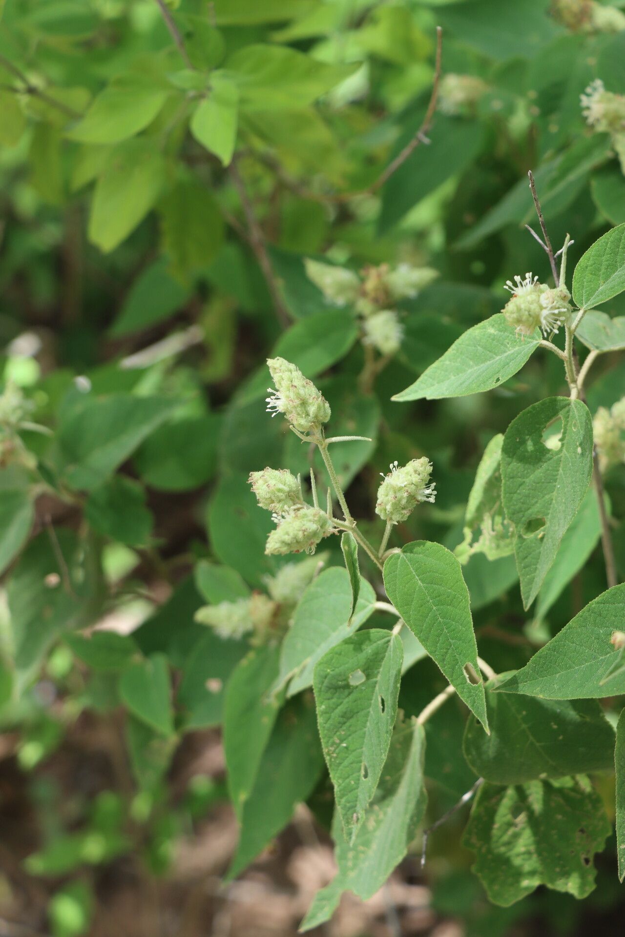 Croton triqueter flower