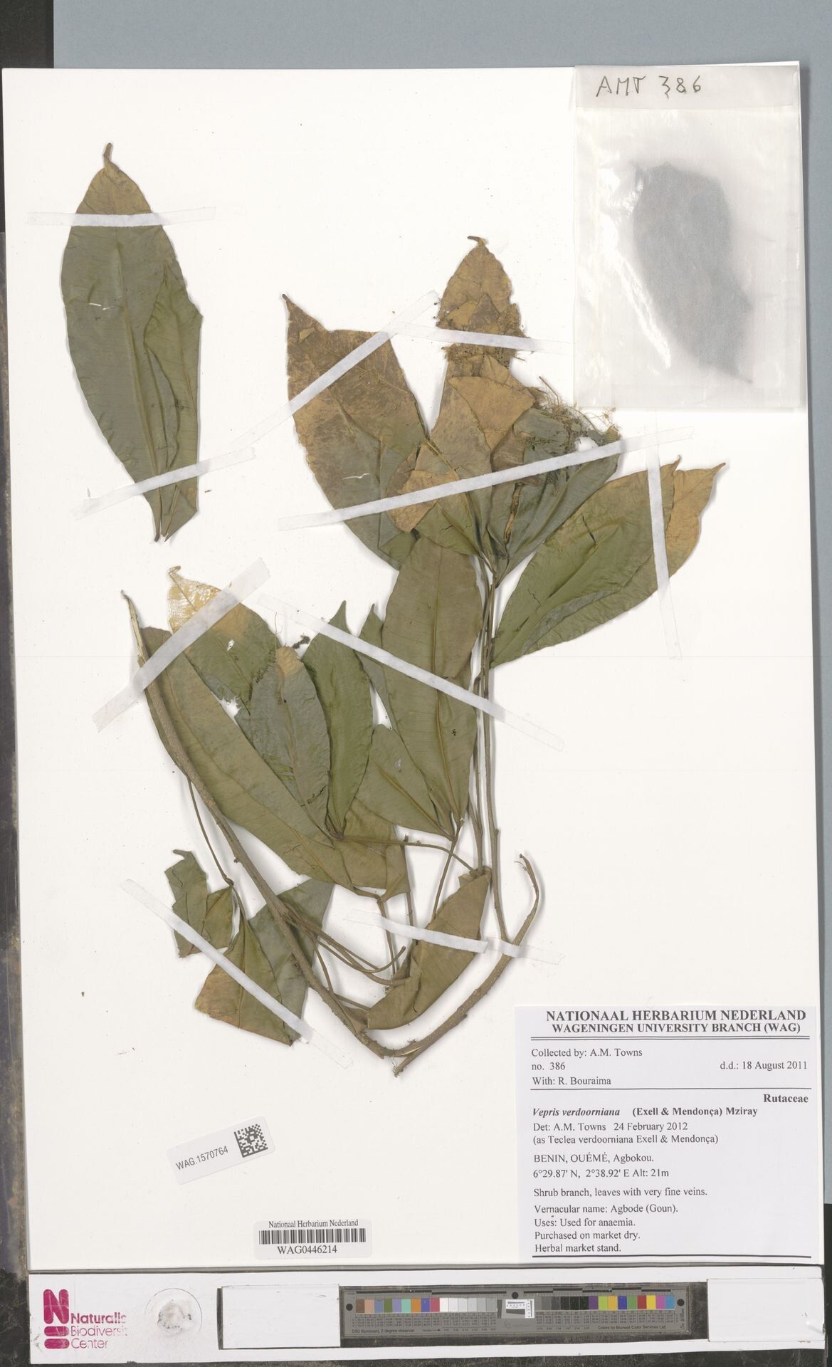 Vepris verdoorniana — houseplant care guide