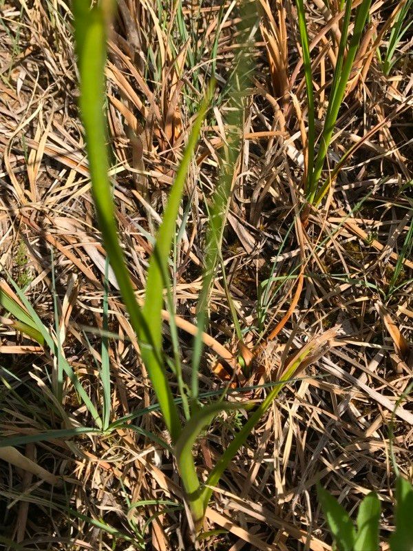 Anacamptis palustris leaf