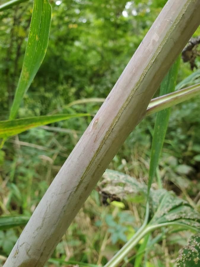 Arnoglossum atriplicifolium bark
