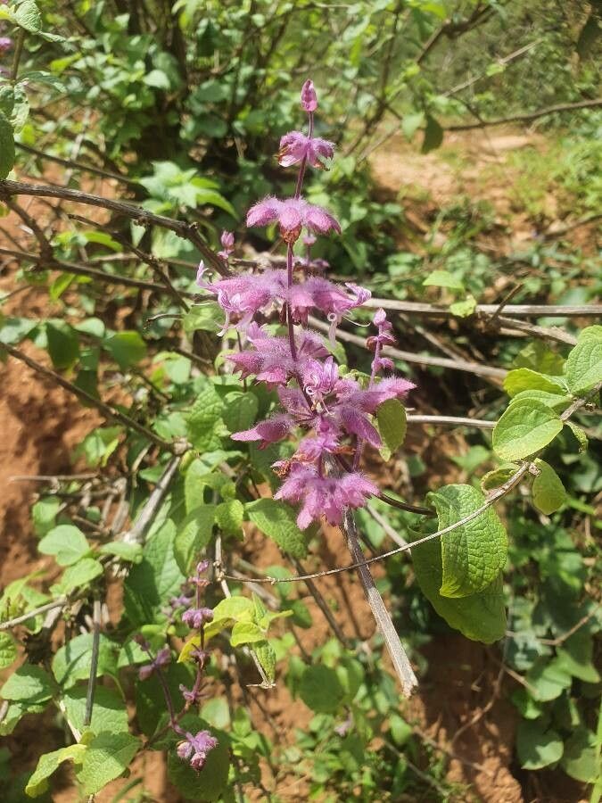 Ocimum spectabile flower