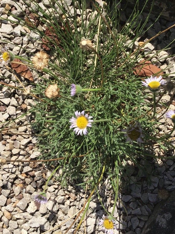 Erigeron compactus flower