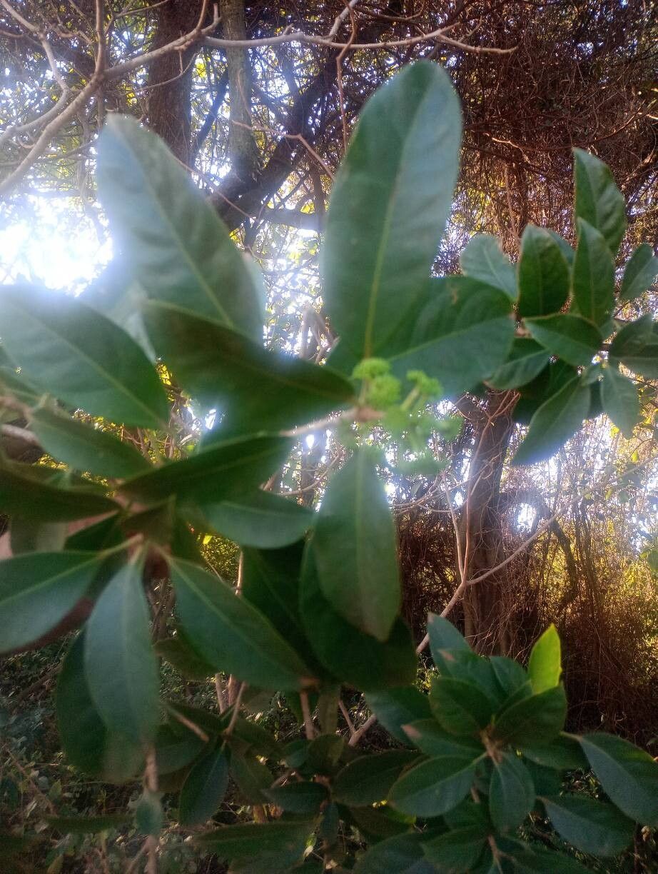 Dendropanax palustris — search result for 'Dendropanax'