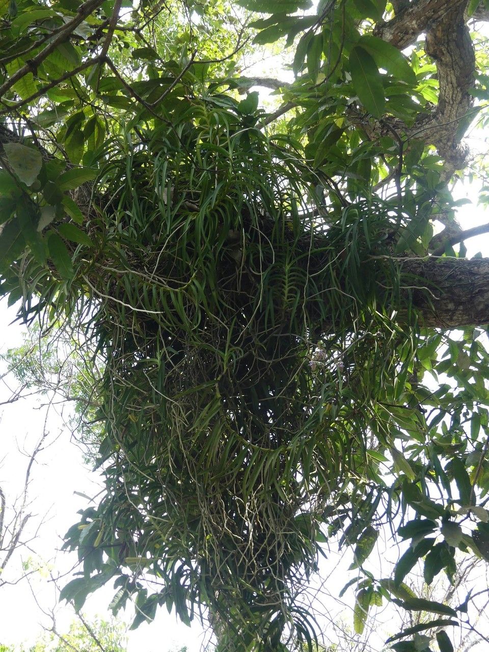 Vanda tessellata habit