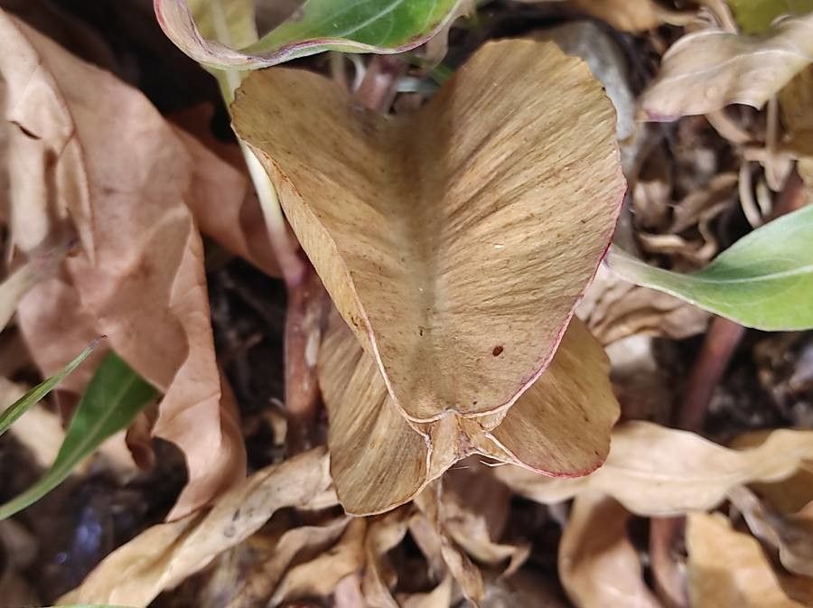 Oenothera macrocarpa fruit